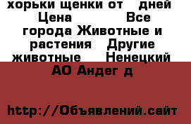 хорьки щенки от 35дней › Цена ­ 4 000 - Все города Животные и растения » Другие животные   . Ненецкий АО,Андег д.